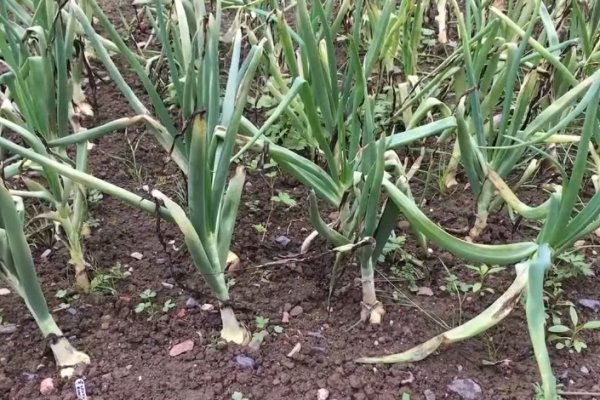 Кракен сайт вход официальный зеркало