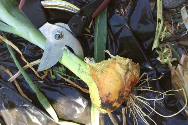 Официальный сайт kraken kraken clear com